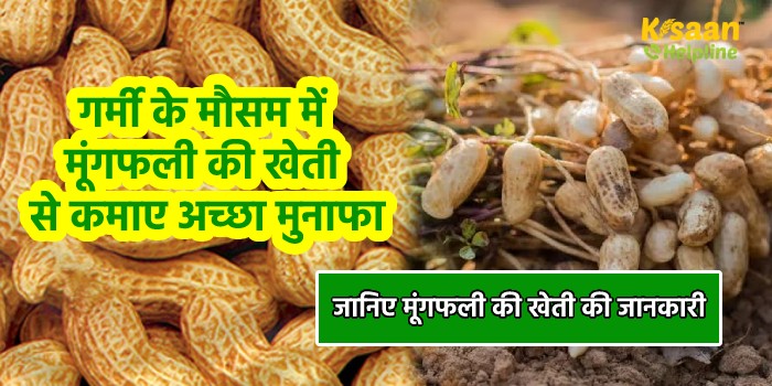 गर्मी के मौसम में मूंगफली की खेती से कमाए अच्छा मुनाफा, जानिए मूंगफली की खेती की जानकारी